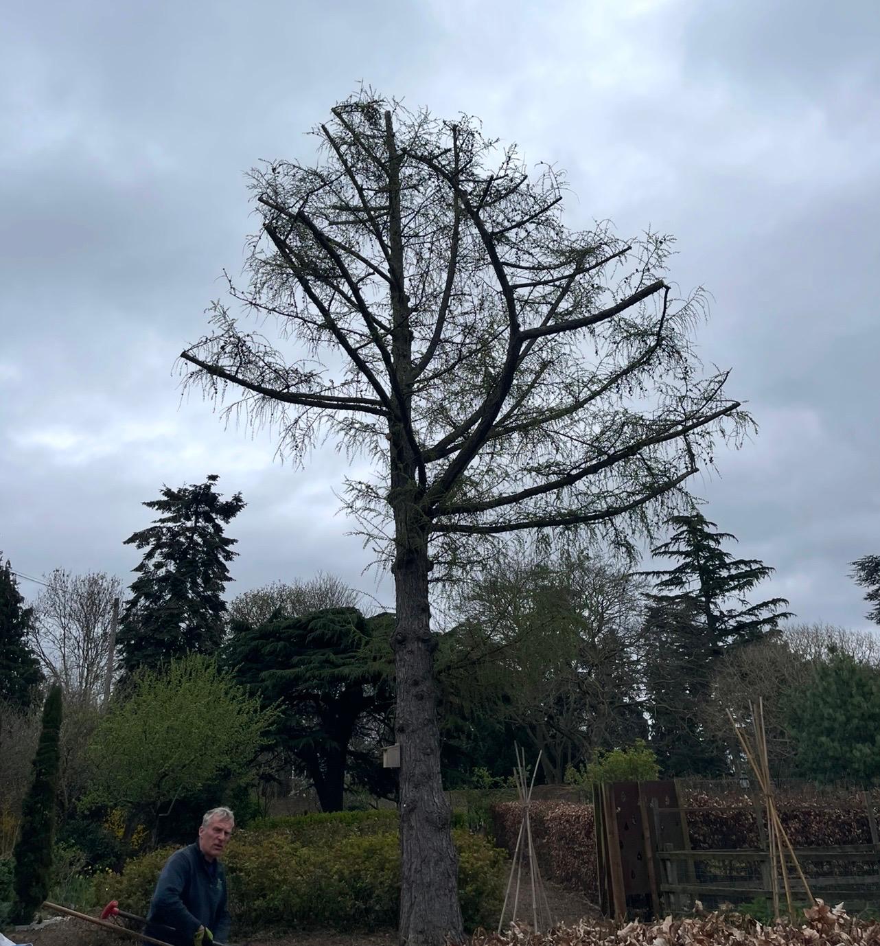 Tree surgery project by Clive Richards Tree Surgery in Surrey and West Sussex - photo 1