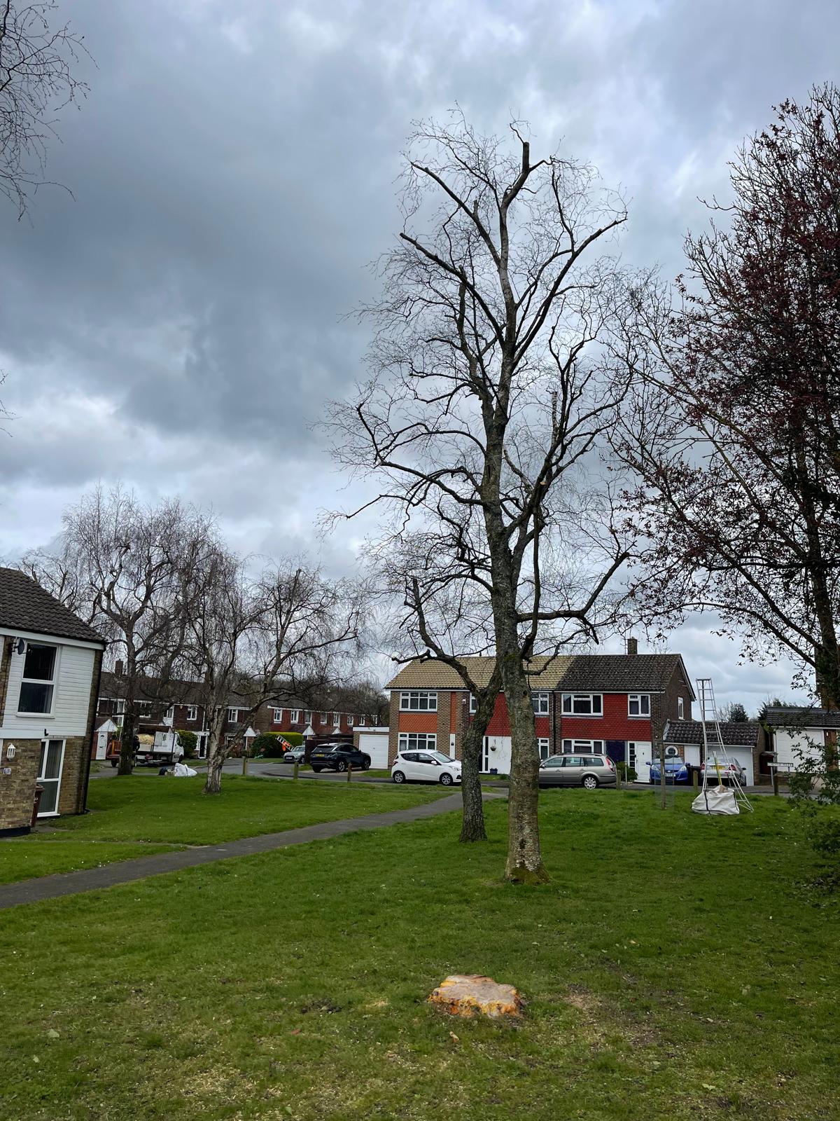 Tree surgery project by Clive Richards Tree Surgery in Surrey and West Sussex - photo 4