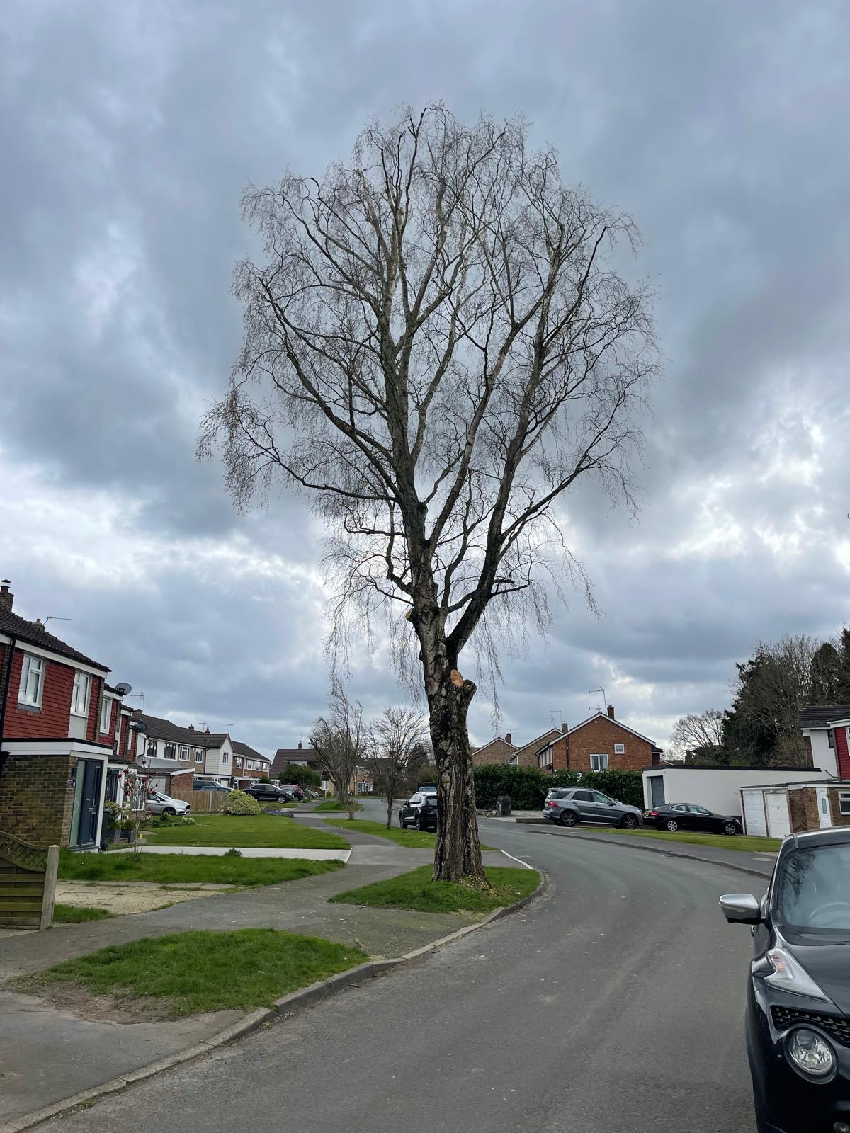 Tree surgery project by Clive Richards Tree Surgery in Surrey and West Sussex - photo 6