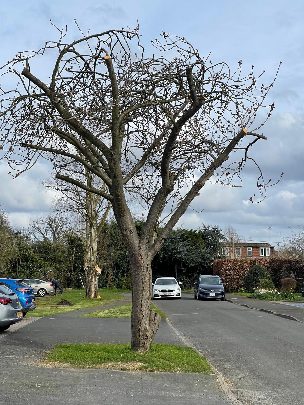Tree surgery project by Clive Richards Tree Surgery in Surrey and West Sussex - photo 9