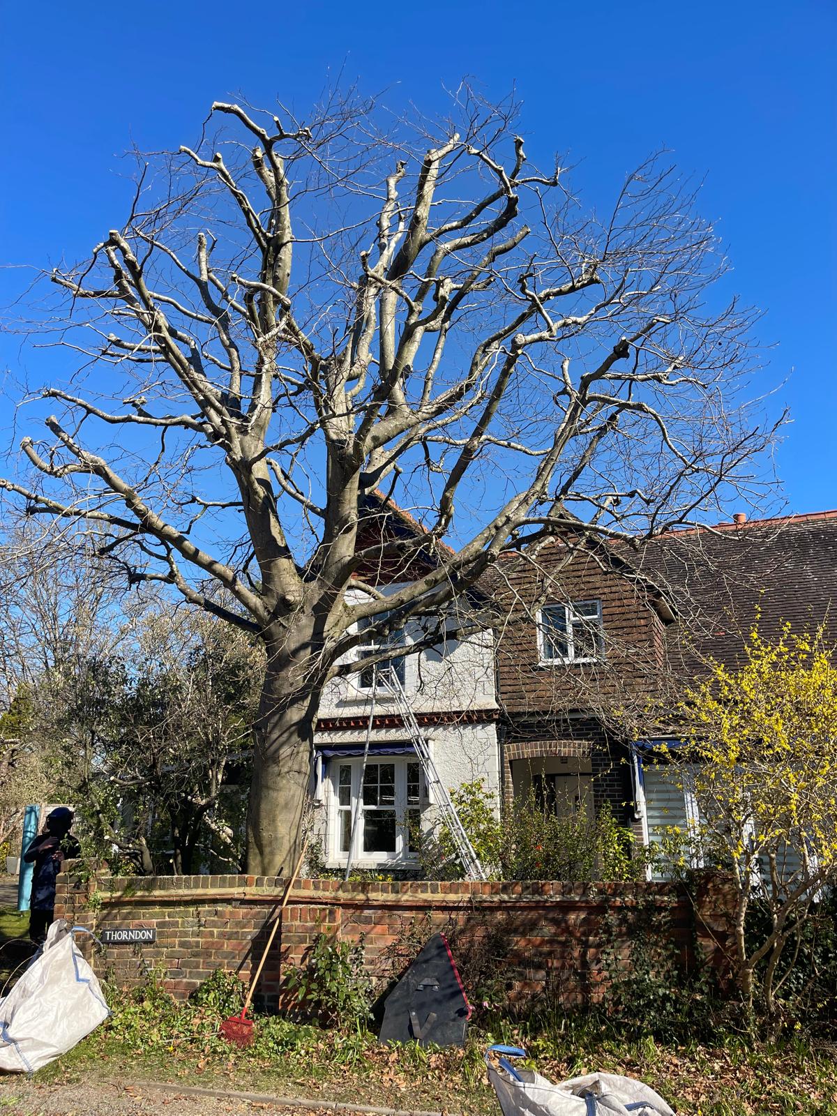 Tree surgery project by Clive Richards Tree Surgery in Surrey and West Sussex - photo 13