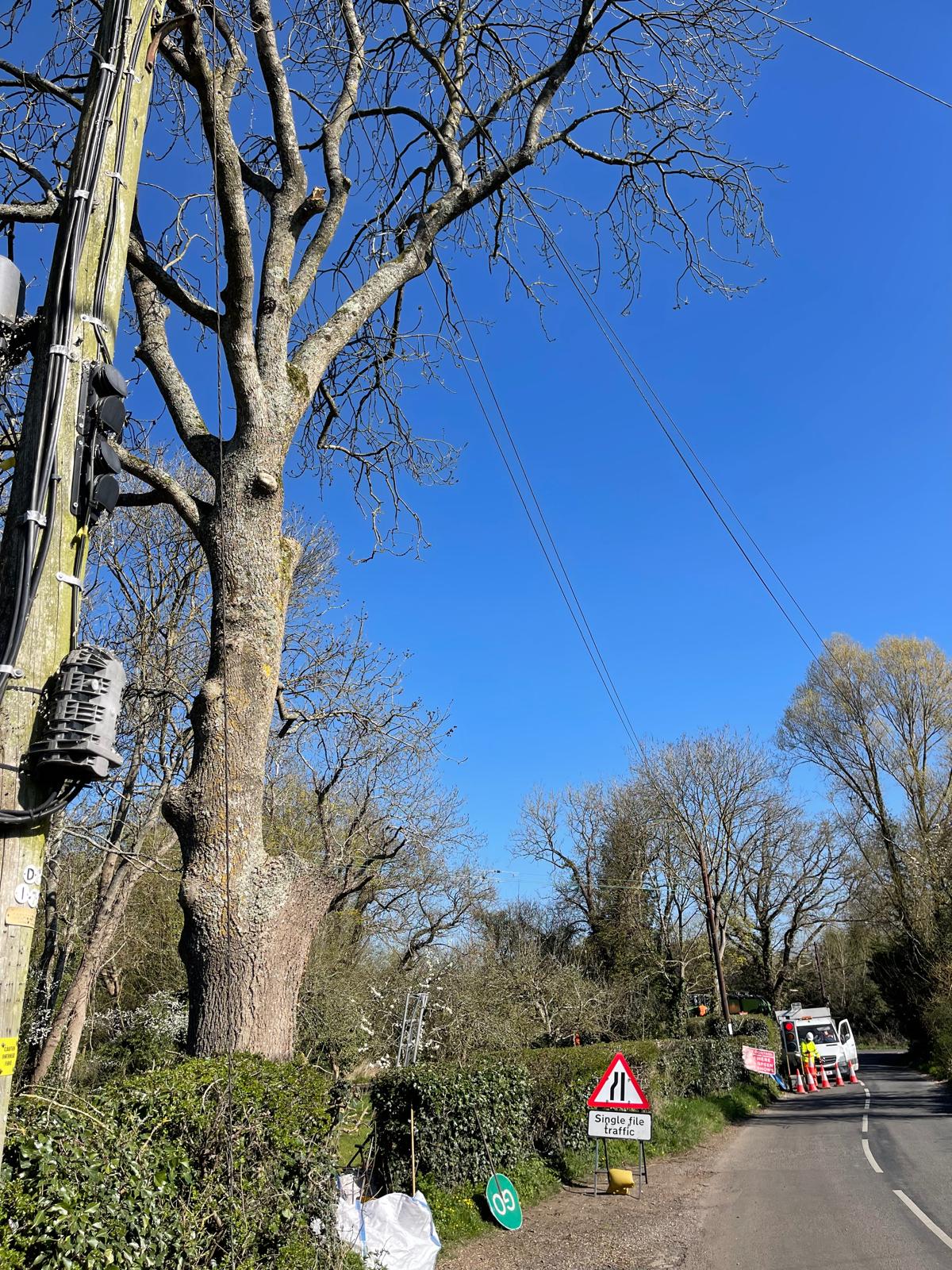 Tree surgery project by Clive Richards Tree Surgery in Surrey and West Sussex - photo 14